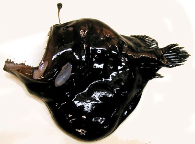 Melanocetus johnsoni_02.jpg